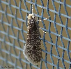 Siederia walshella thumbnail 3