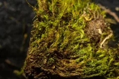 Dicranum brevifolium thumbnail 2