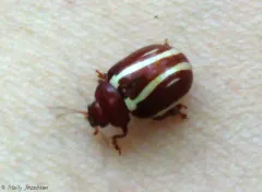 Moon-marked Leaf Beetle thumbnail 2