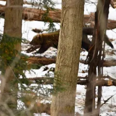 Fisher thumbnail 2