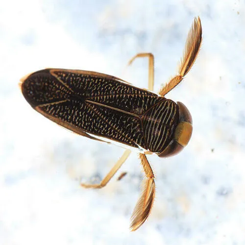 Hesperocorixa lobata