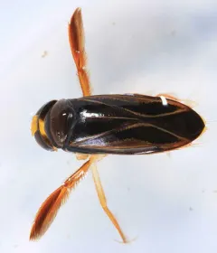 Hesperocorixa lucida thumbnail 2