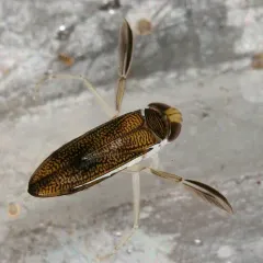 Palmacorixa buenoi thumbnail 2