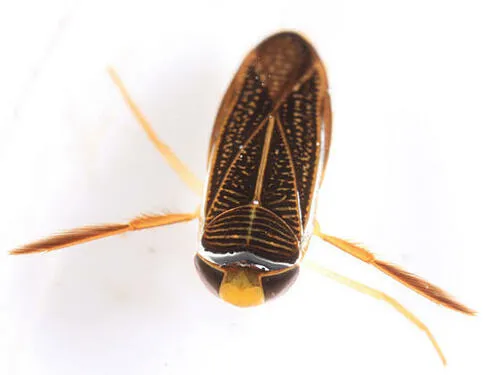 Sigara mackinacensis