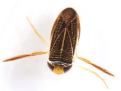 Sigara mackinacensis thumbnail 1
