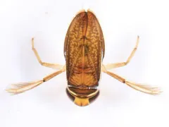 Trichocorixa macroceps thumbnail 3