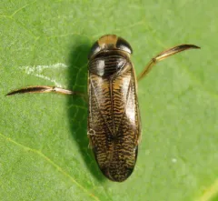 Trichocorixa sexcincta thumbnail 2