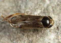 Trichocorixa verticalis thumbnail 2