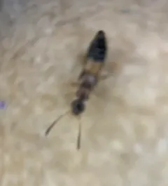 Meronera venustula thumbnail 2