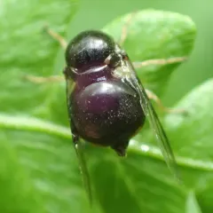 Acrocera bimaculata thumbnail 3