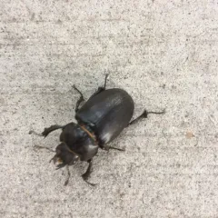 Smooth Stag Beetle thumbnail 4