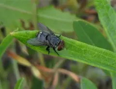 Belvosia unifasciata thumbnail 3