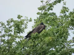 Magnificent Frigatebird thumbnail 2