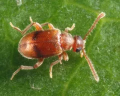 Syzeton pallidus thumbnail 3