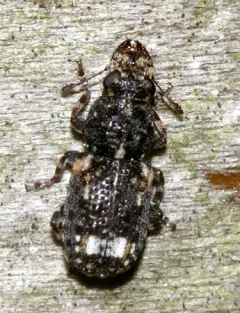 Goniocloeus bimaculatus thumbnail 2