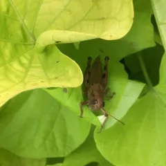 Differential Grasshopper thumbnail 3