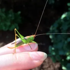 Common Meadow Katydid thumbnail 3