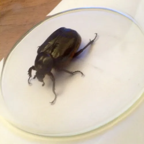 Hermit Flower Beetle