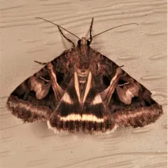 Figure-seven Moth thumbnail 4