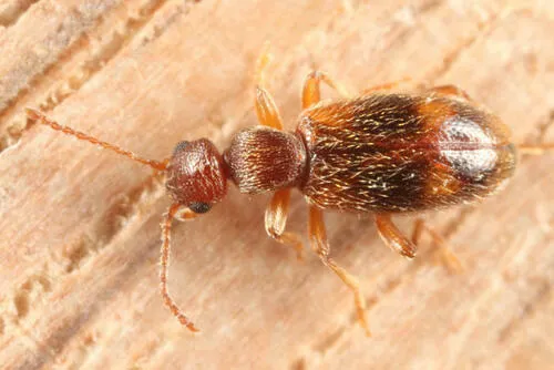 Golden Antlike Flower Beetle
