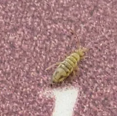 Cosmopolitan Springtail thumbnail 2