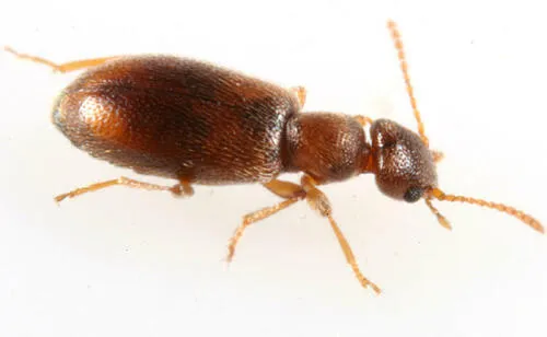 Anthicus melancholicus