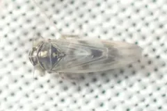 Macrosteles slossoni thumbnail 3