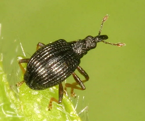 Coelocephalapion emaciipes