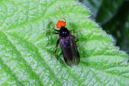 Syneches thoracicus