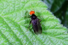 Syneches thoracicus thumbnail 1