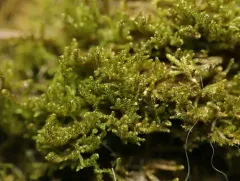 Sickle-leaved Hook-moss thumbnail 4