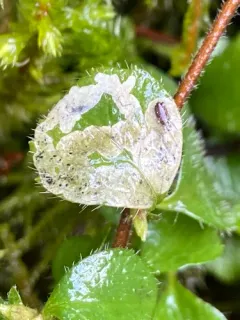 Phytomyza linnaeae thumbnail 2
