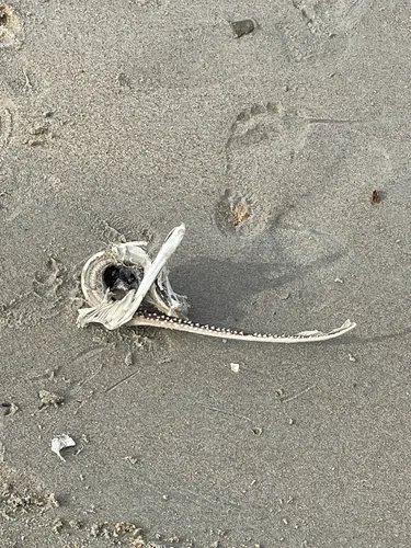 Clearnose Skate