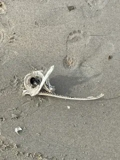 Clearnose Skate thumbnail 1
