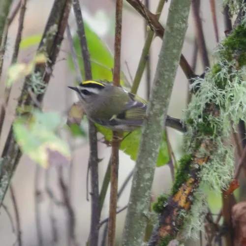 Golden-crowned Kinglet