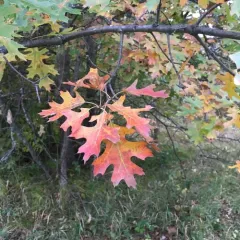 northern pin oak thumbnail 1
