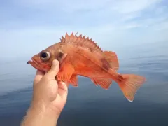 Acadian Redfish thumbnail 2