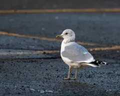 Common Gull thumbnail 2