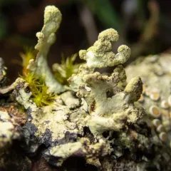 Hypotrachyna afrorevoluta thumbnail 2