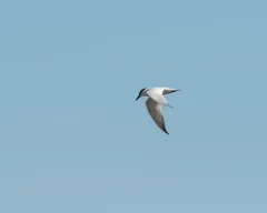 Gull-billed Tern thumbnail 3