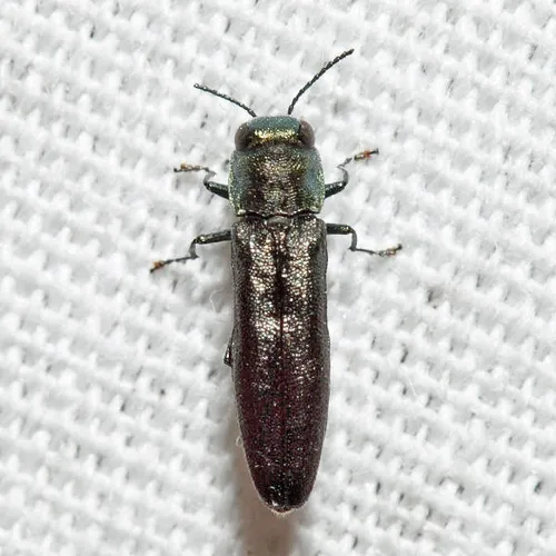 Agrilus defectus