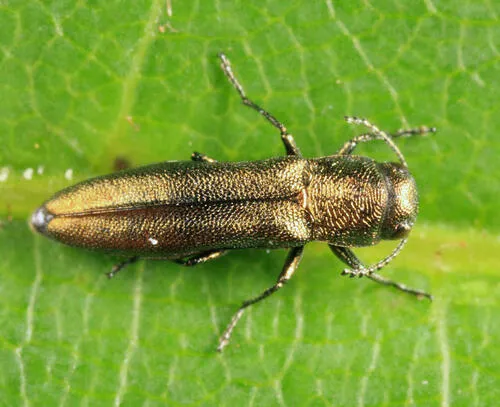 Agrilus imbellis
