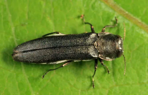 Agrilus olivaceoniger