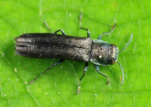 Hickory Agrilus