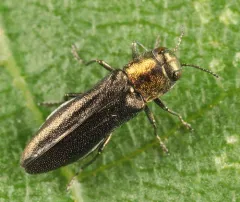 Agrilus parvus thumbnail 2