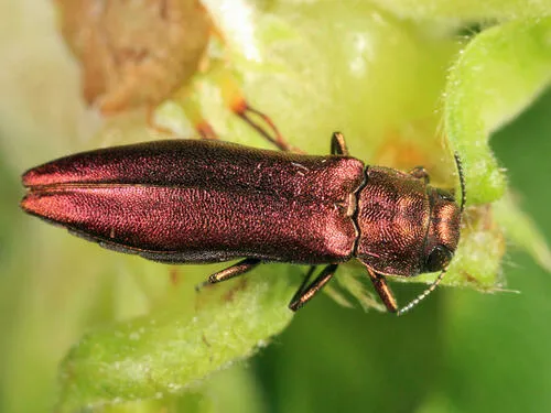 Agrilus pseudocoryli