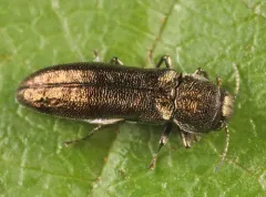 Agrilus putillus thumbnail 2