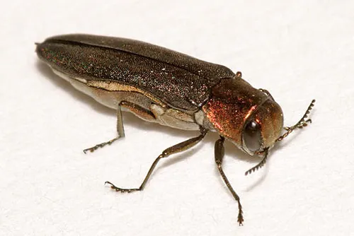 Bayberry Agrilus