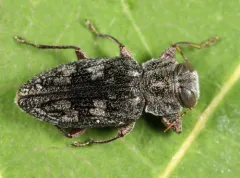 Chrysobothris quadriimpressa thumbnail 2