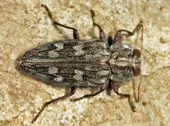 Chrysobothris rugosiceps thumbnail 1